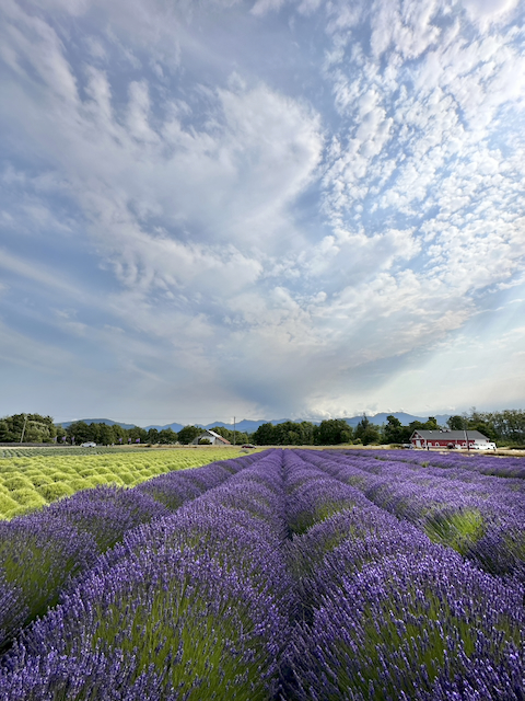 After — dramatic lavender rows leading to mountains under stunning sky