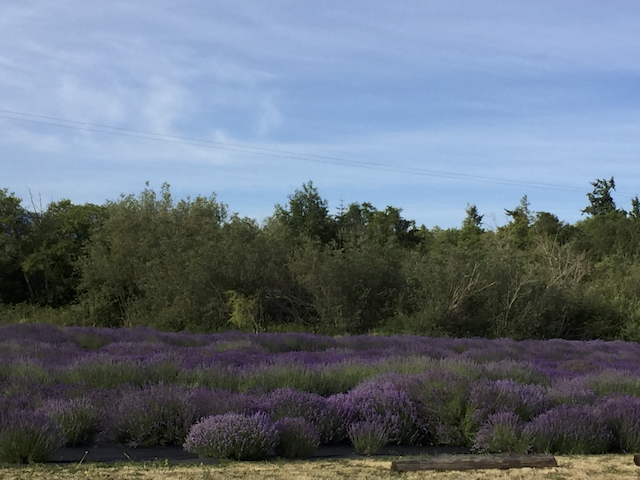 Before — flat lavender field shot with too much background