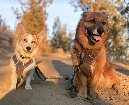 After — golden hour portrait of two happy dogs, beautiful background