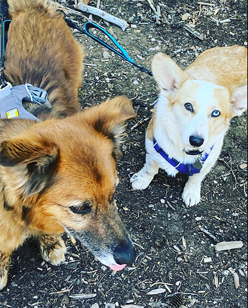Before — snapshot of two dogs, flat angle, cluttered background