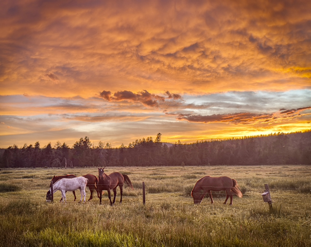 Horses at golden sunset — the moment you wanted to capture