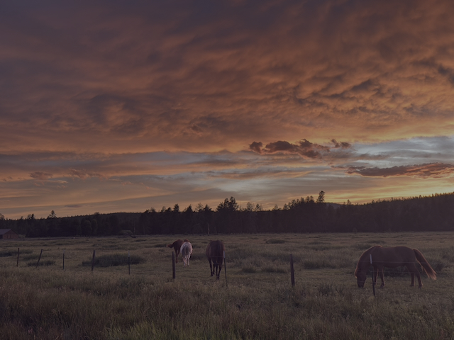 A few minutes later — too dark, wrong moment